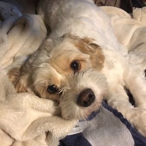 Meet your Posher, Tara